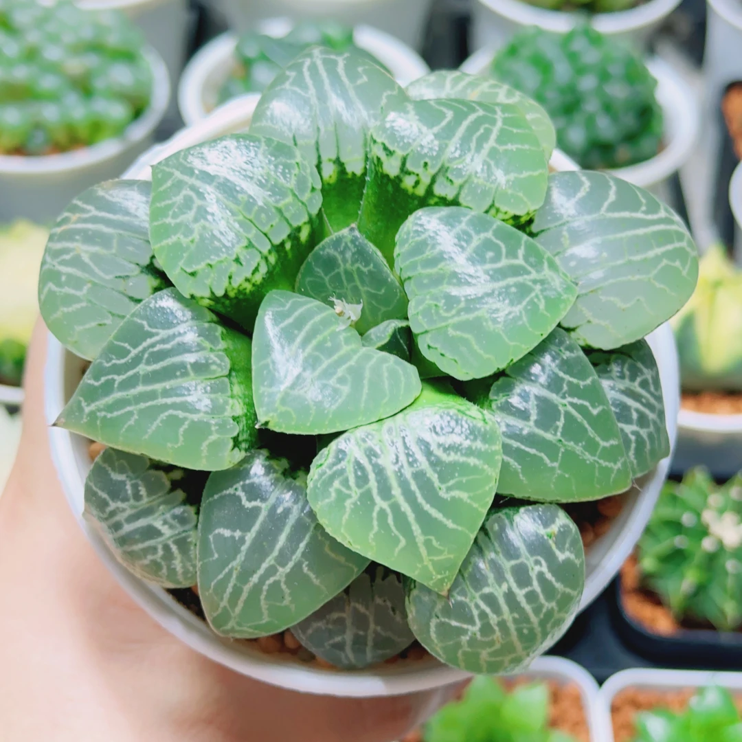 丸叶水晶101 玉露十二卷母本 多肉植物