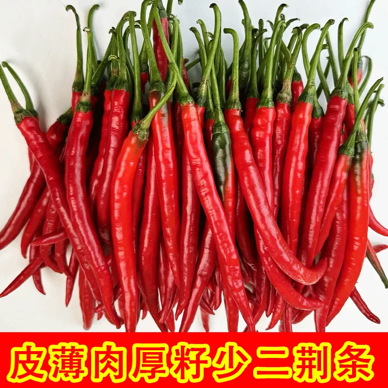 二荆条红辣椒贵州高山酸辣椒糟辣椒新鲜现摘农家种植新鲜蔬菜辣椒