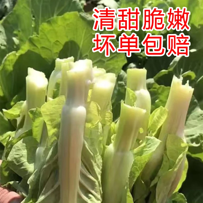 贵州高山白菜苔农家露天新现摘清甜爽口白菜芯白菜直播卖货直播间