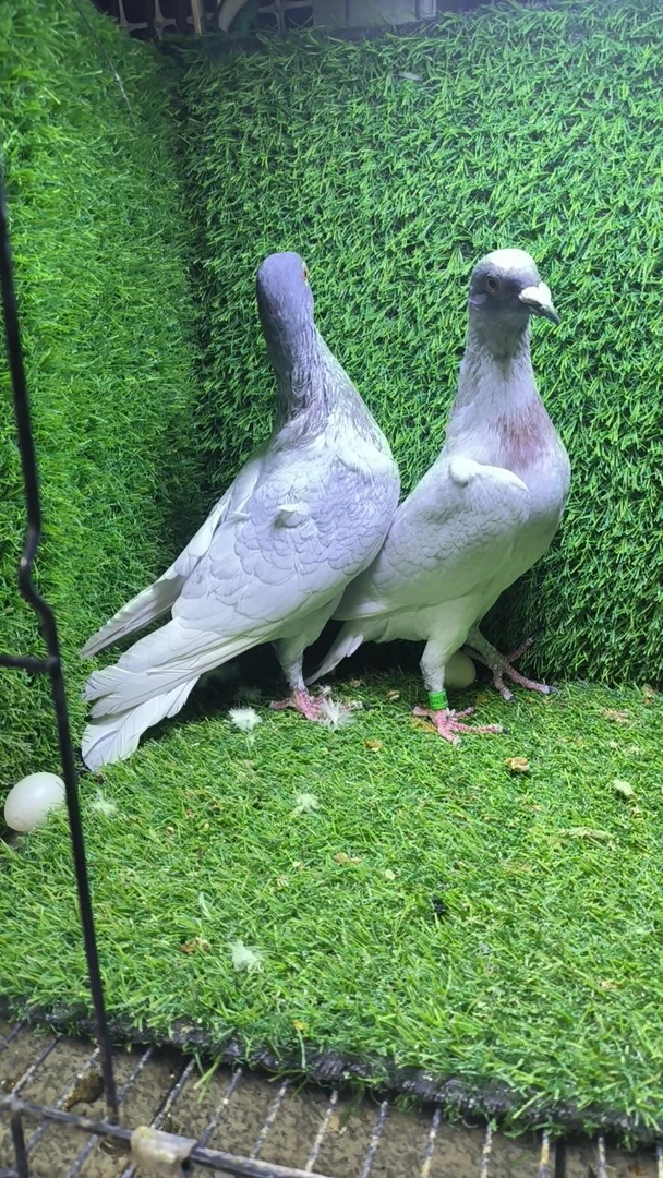 （灿阳专属）生鲜鸽肉信鸽吃五谷杂粮