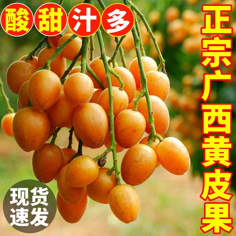 广西黑金刚黄皮果新鲜现摘现发当季灵山黑黄皮酸甜水果