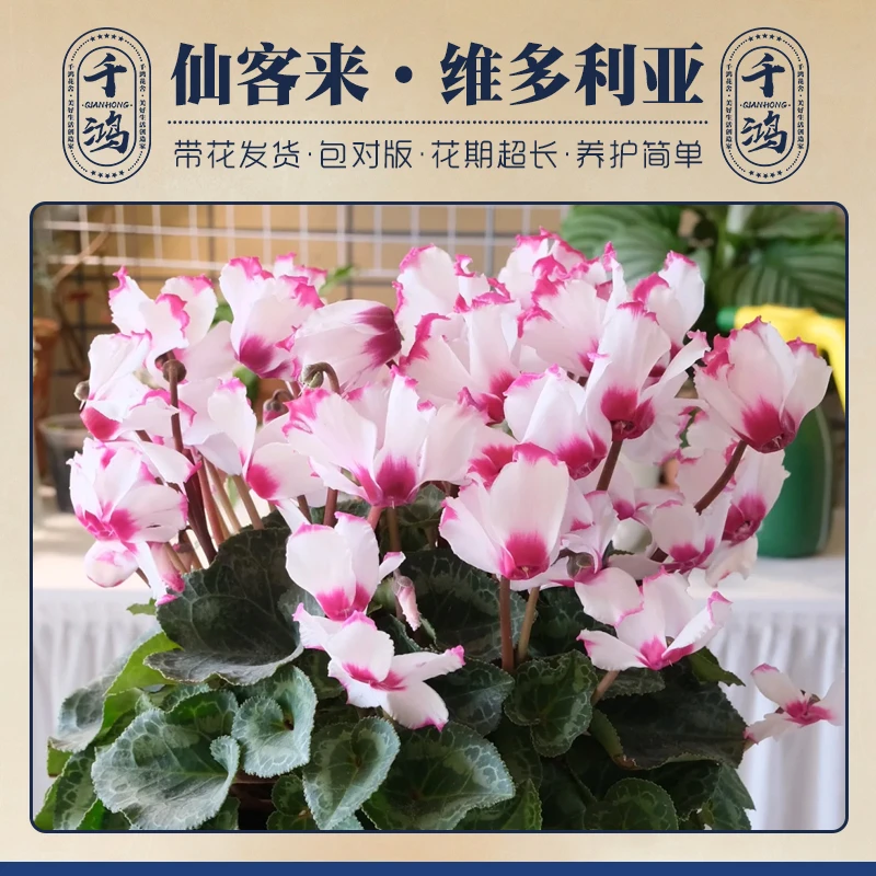 一代仙客来盆栽室内客厅植物阳台耐阴兔耳年宵花卉年宵花期长好养