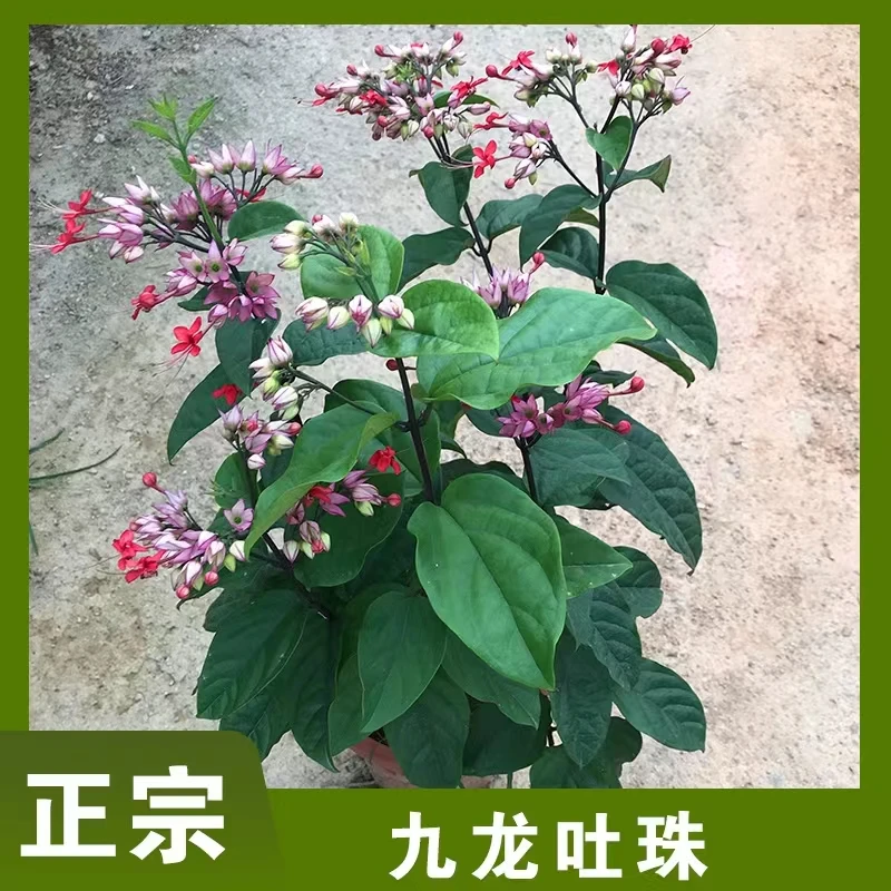 龙吐珠花盆栽花卉观花植物室内花客厅吸甲醛四季开花浓香型办公室