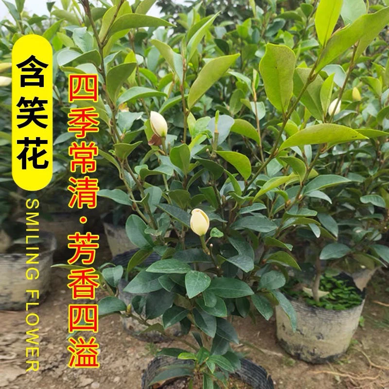 含笑花苗香妃花树浓香型四季花卉植物庭院阳台当年开花四季青耐寒