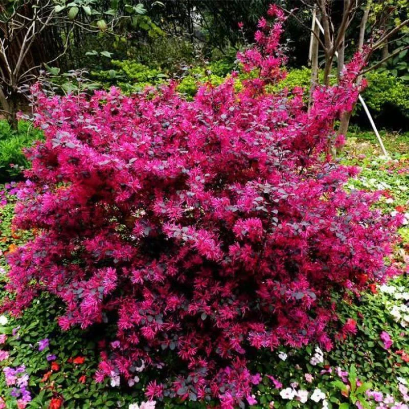 红花继木球红叶植物红继木苗盆栽带土球四季开花基地直销绿化树苗