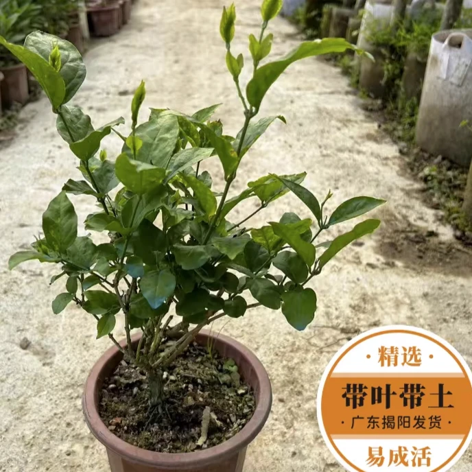 笔尖单瓣茉莉花浓香型耐热驱蚊四季盆栽绿植家庭室内阳台办公室外