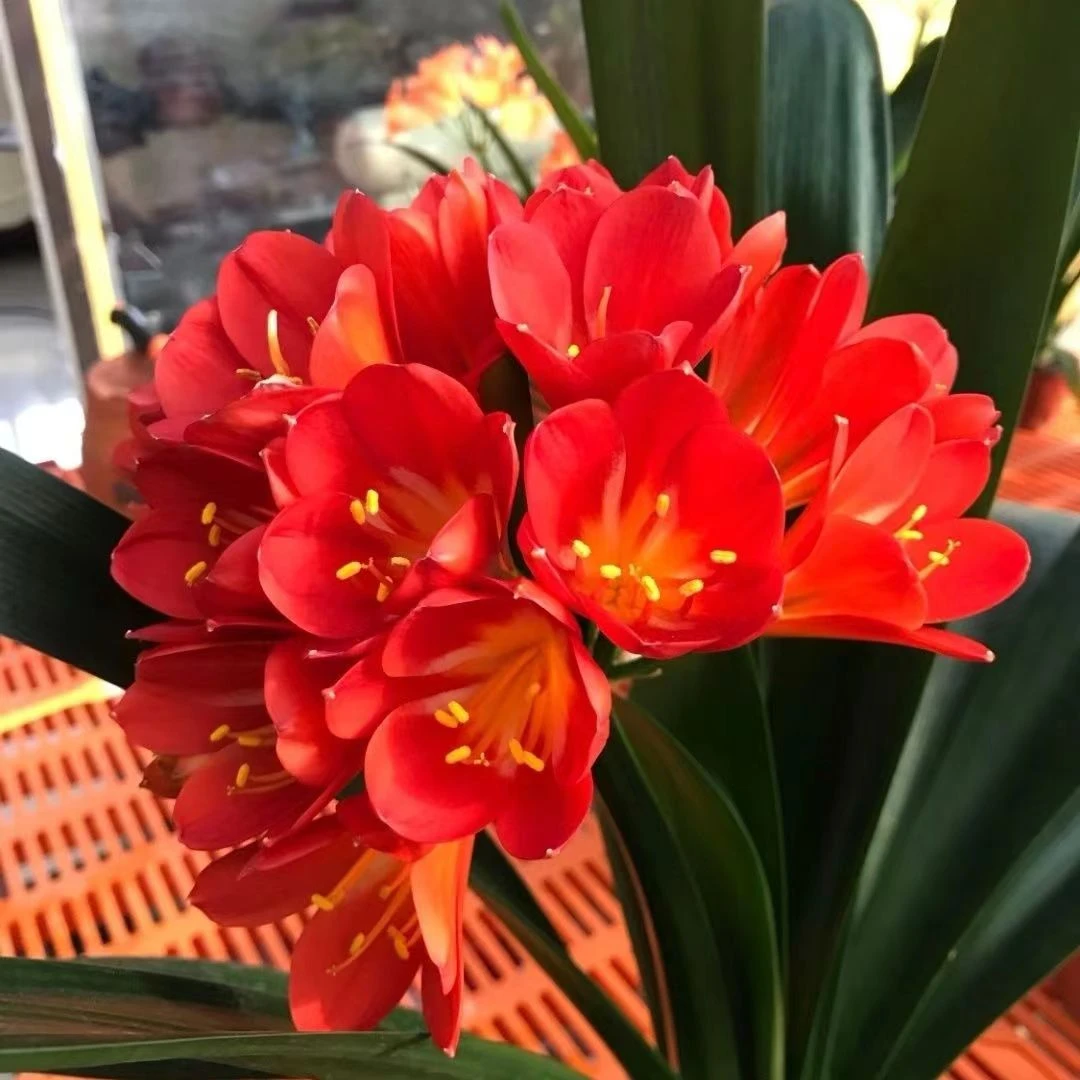 精品圆头和尚成兰国旗红君子兰大苗当年开花原盆原土发货植物花卉