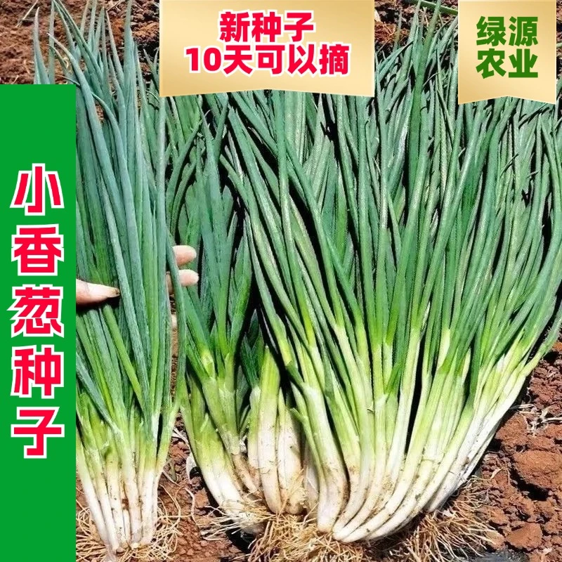 【全店满五包包邮】四季季节小香葱种子阳台庭院盆栽小葱蔬菜种籽