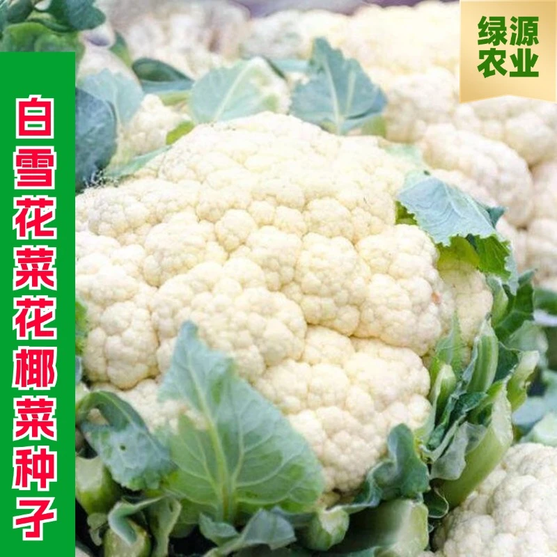 【全店满五包包邮】白雪花菜种籽花椰菜种孑西蓝花籽蔬菜种籽