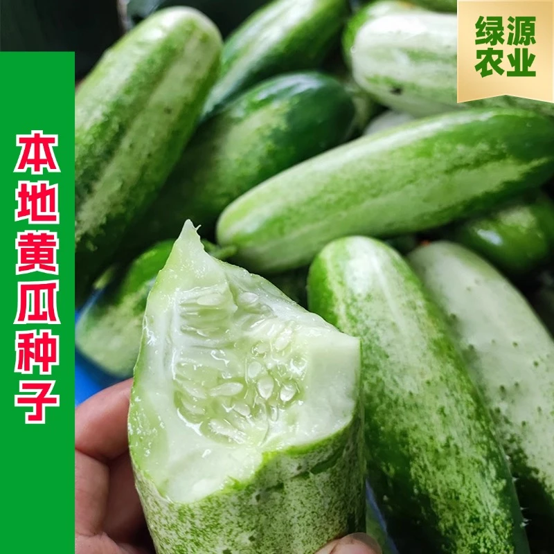 本地黄瓜种子黄瓜种籽农家田园蔬菜种子