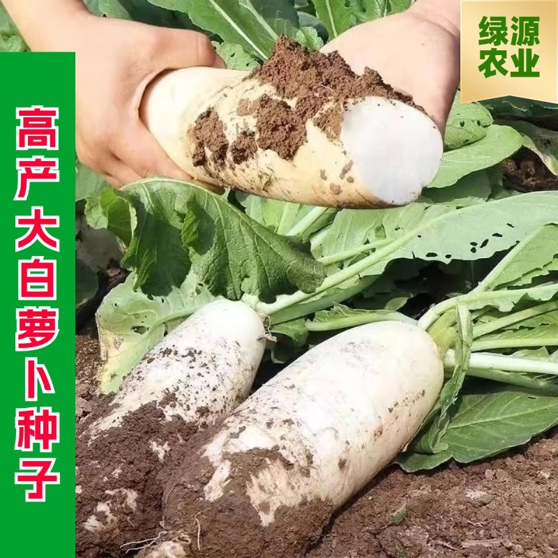 【全店满五元包邮】白玉萝卜早熟抗热高产大白萝卜耐高温萝卜种子