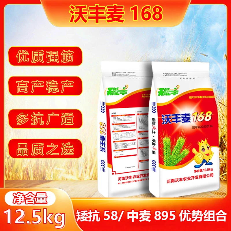 【沃丰麦168】高产优质小麦种子抗病抗倒矮杆籽粒饱满