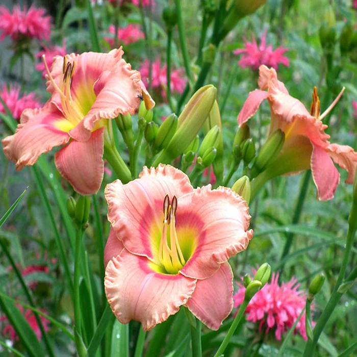 进口大花萱草花苗种球阳台盆栽植物萱草花庭院多年生耐寒宿根花卉