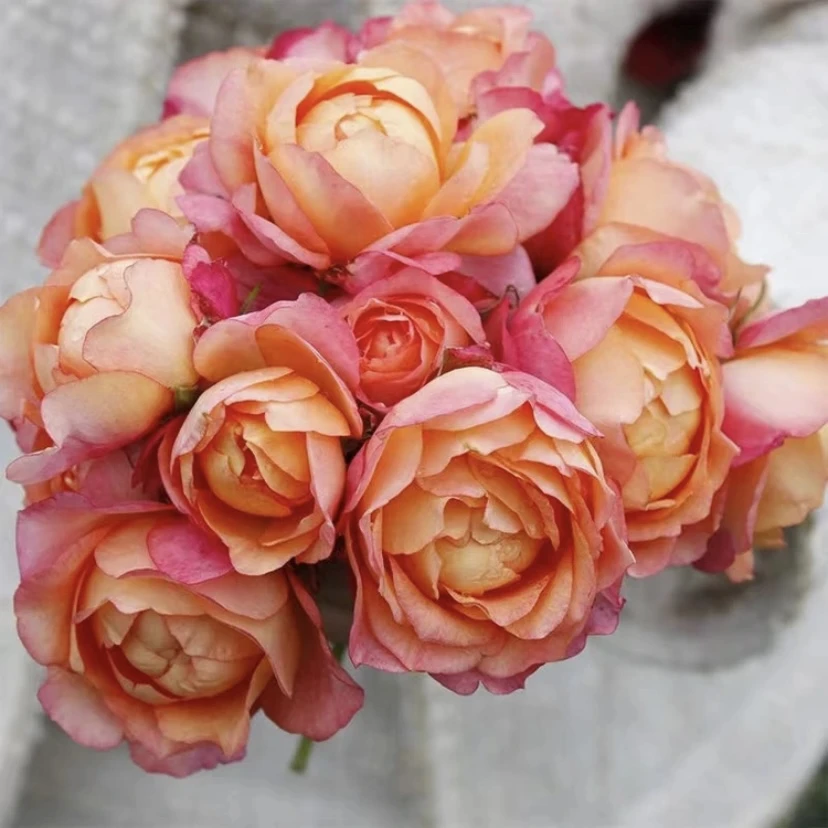 强爬藤【蓝色风暴】+【大花美人】月季花修剪开花发货生长栽种