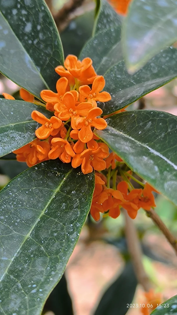 桂花四季桂丹桂金桂银桂嫁接桂花红花黄花四季开花