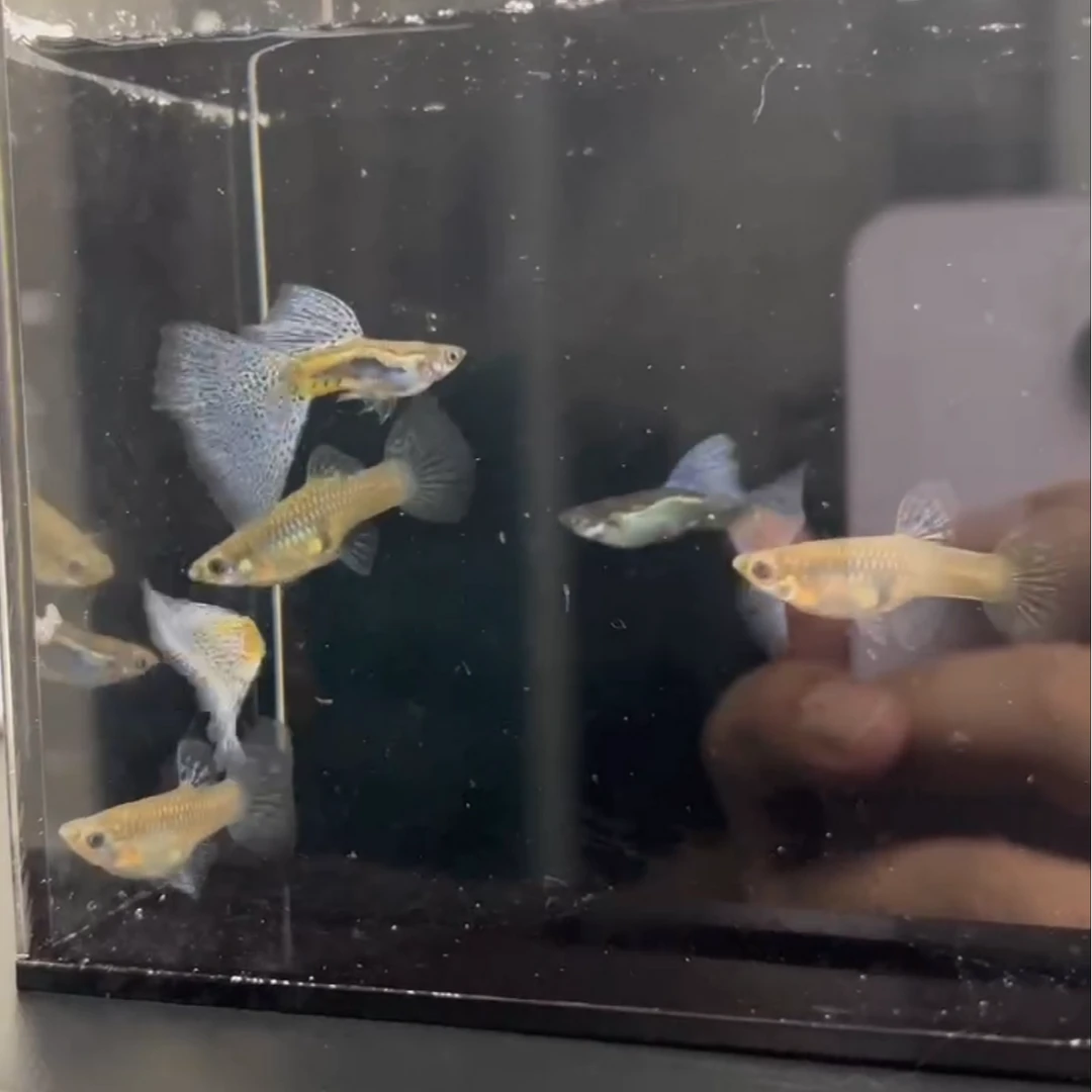 精品紫色草孔雀鱼顺丰包邮