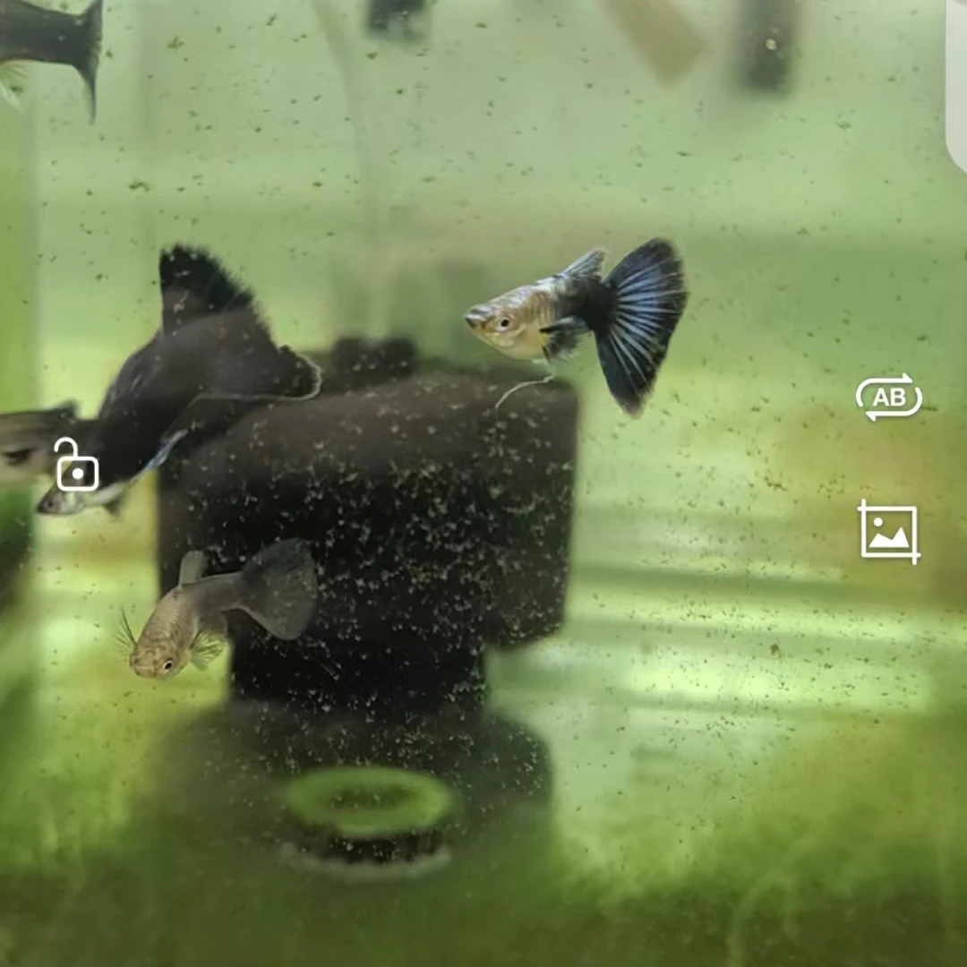 精品大开角德系蓝礼服孔雀鱼一对