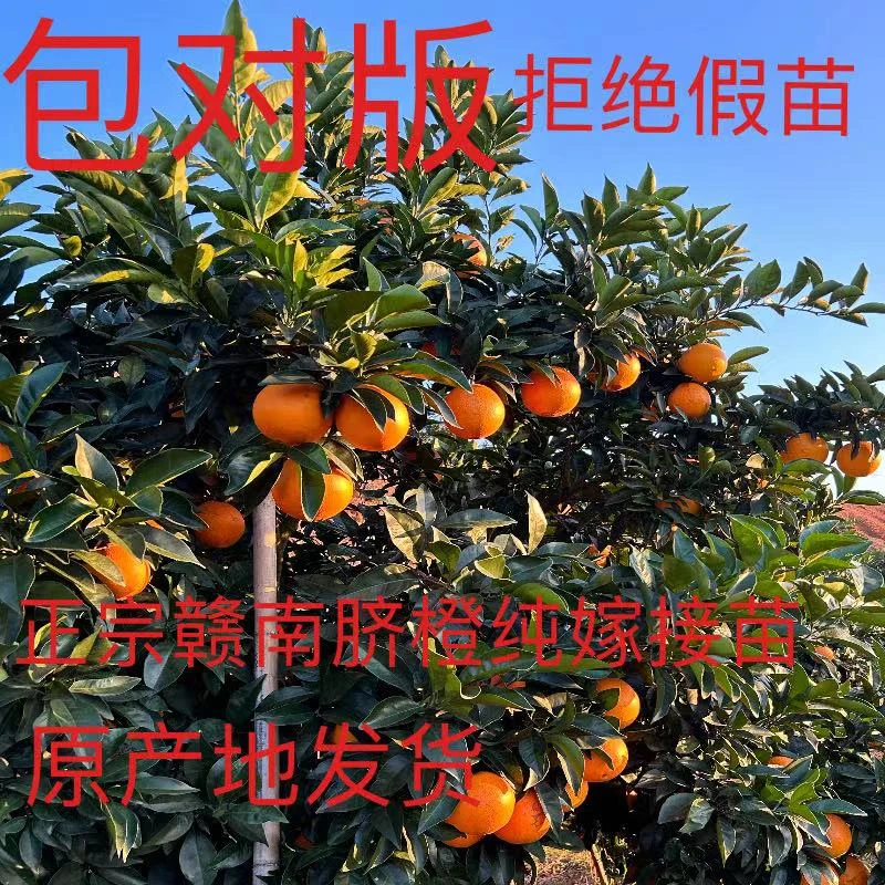 江西正宗赣南脐橙一年裸根分枝苗根系发达