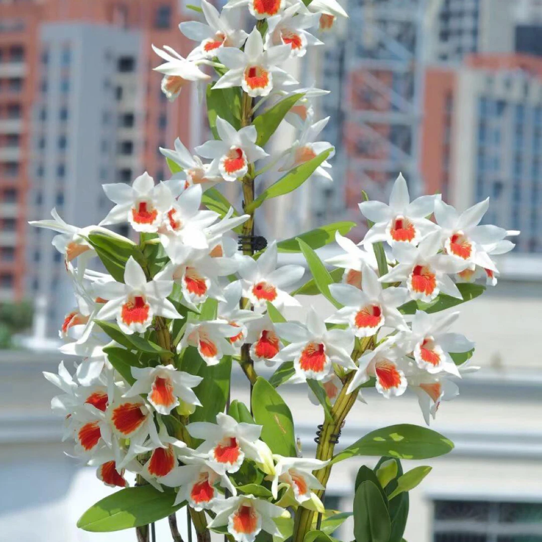 一颗草【一点红】无土栽培寄生种植原生态清香型花卉绿植