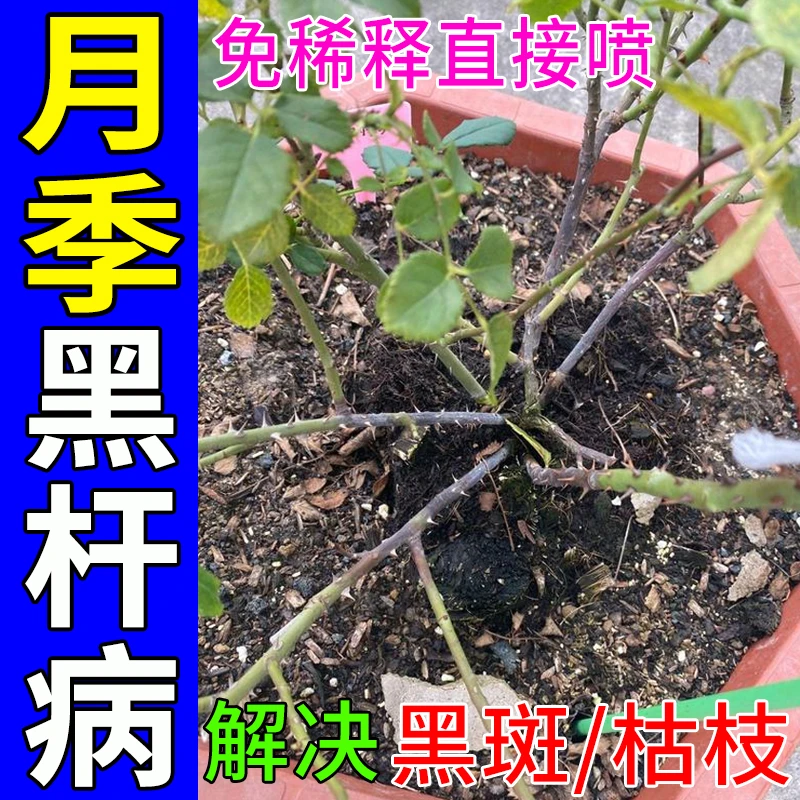 月季黑杆病专用营养液防枯枝黄叶黑斑白粉病杀菌喷剂月季花水溶肥