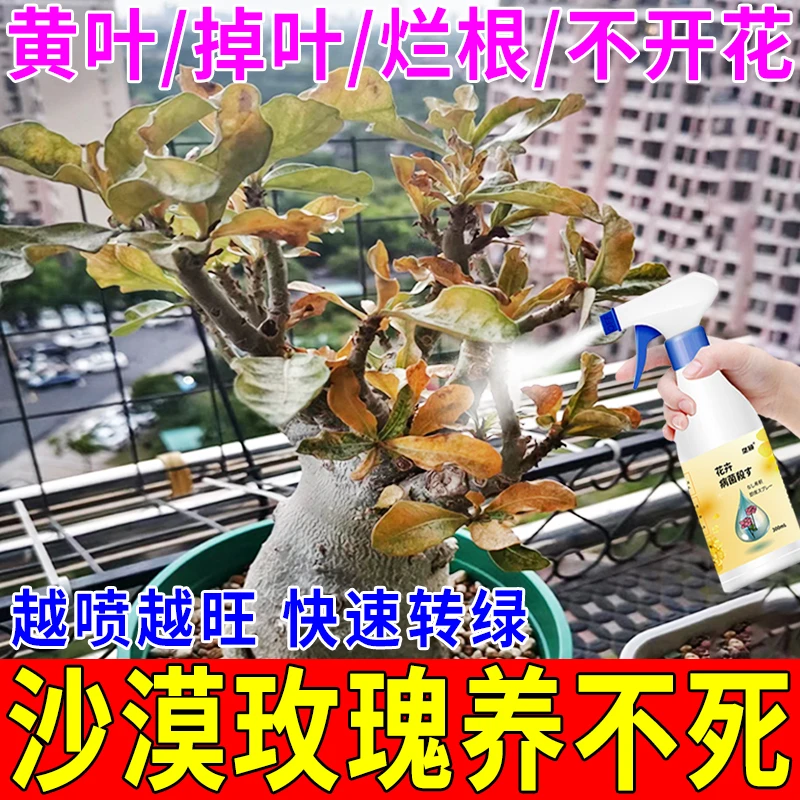 沙漠玫瑰养不死】黄叶落叶不开花叶斑根腐掉花苞专用杀菌剂营养液