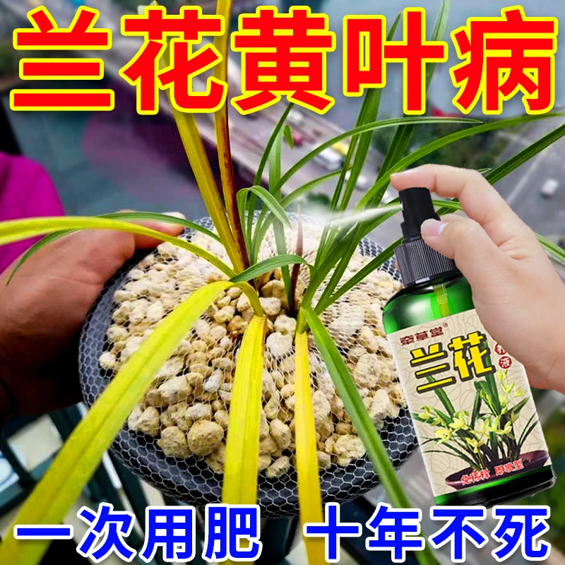 兰花黄叶怎么办】兰花专用肥治黄叶黑斑烂根软腐病兰科有机营养液