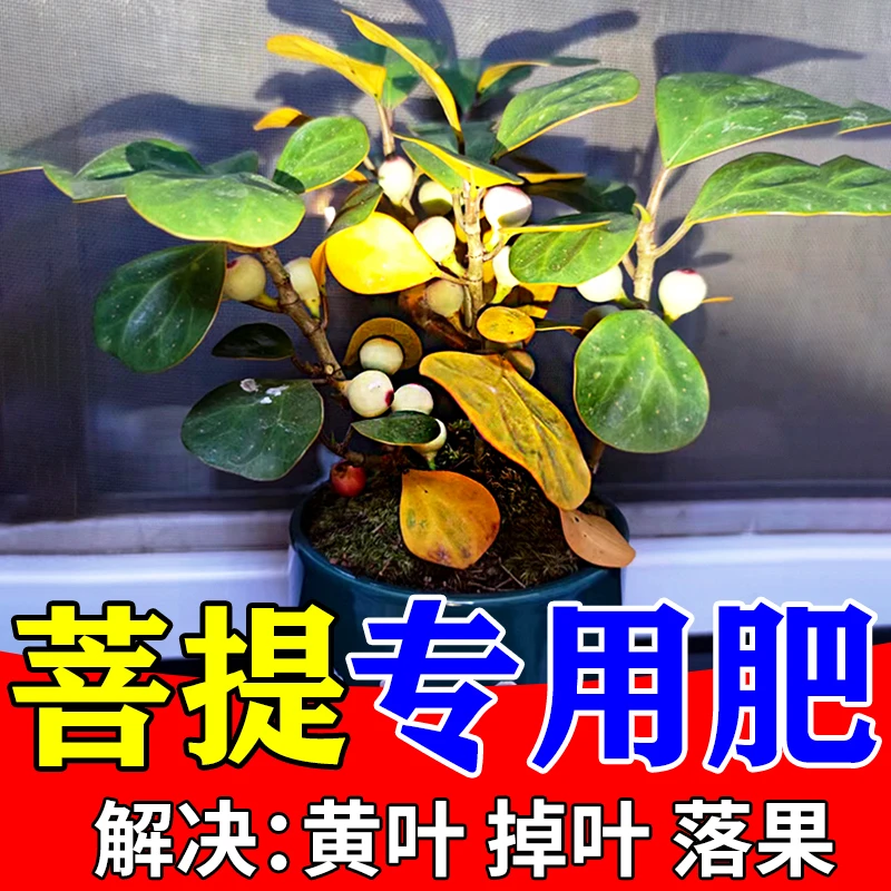 小叶菩提营养液防黄叶落果枯萎专用肥催新芽促长生根壮苗盆景肥料