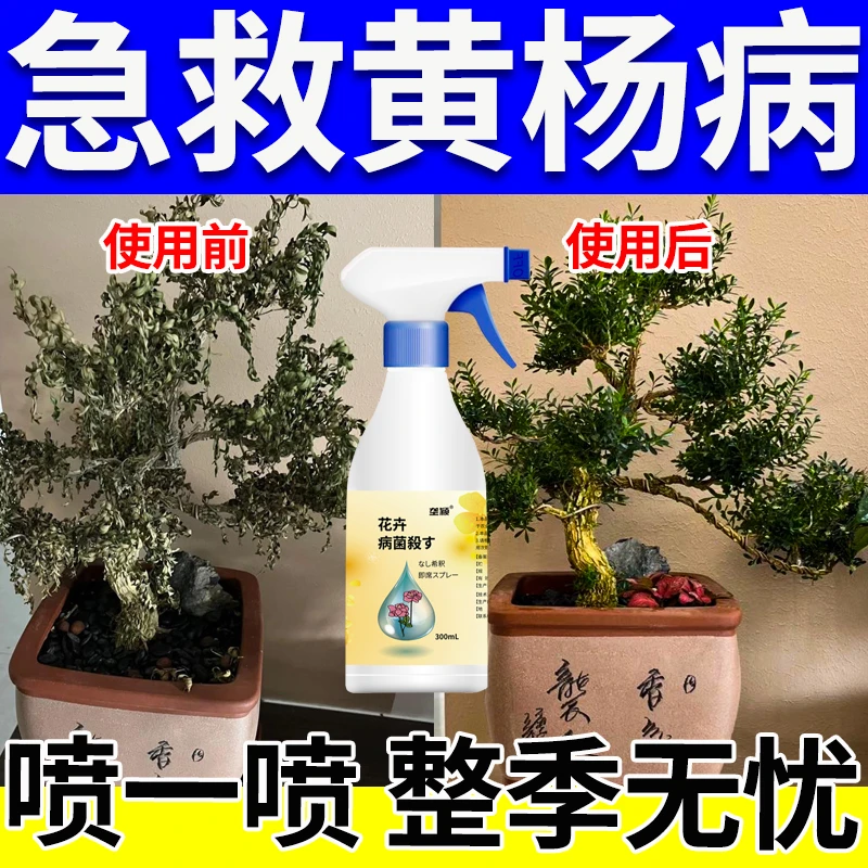 黄杨树黄叶枯萎黄杨病杀菌剂黄叶病白粉病枯枝病【免稀释】叶面肥