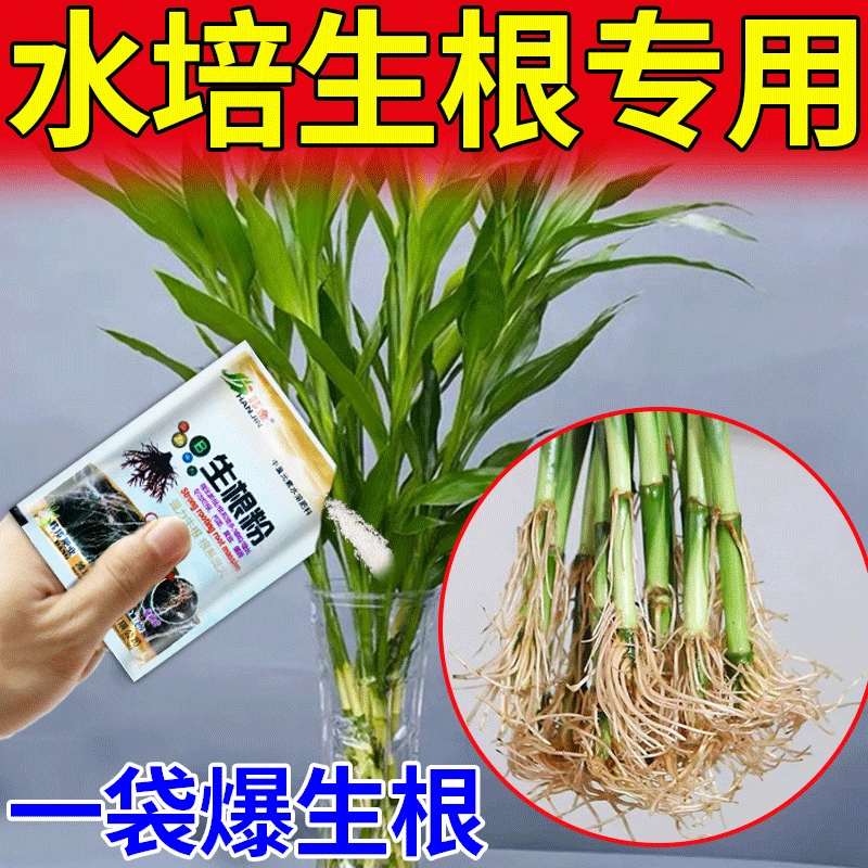 富贵竹水培生根粉快速强力生根壮苗剂水培植物扦插移栽通用水溶肥