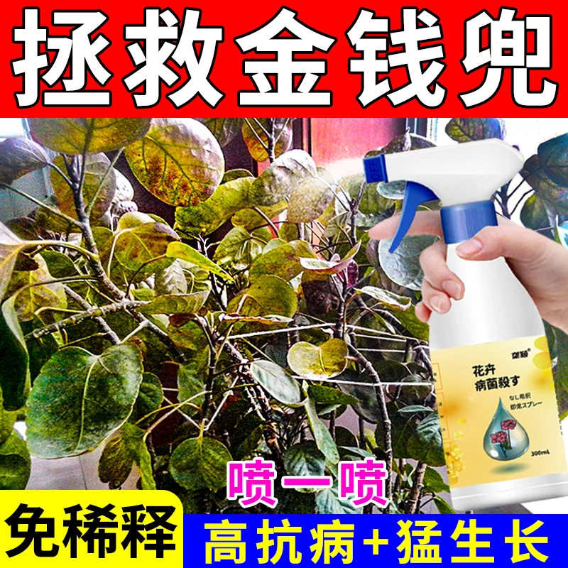 金钱兜营养液圆叶福禄桐专用肥料绿叶促长防黄叶枯叶掉叶锈斑肥