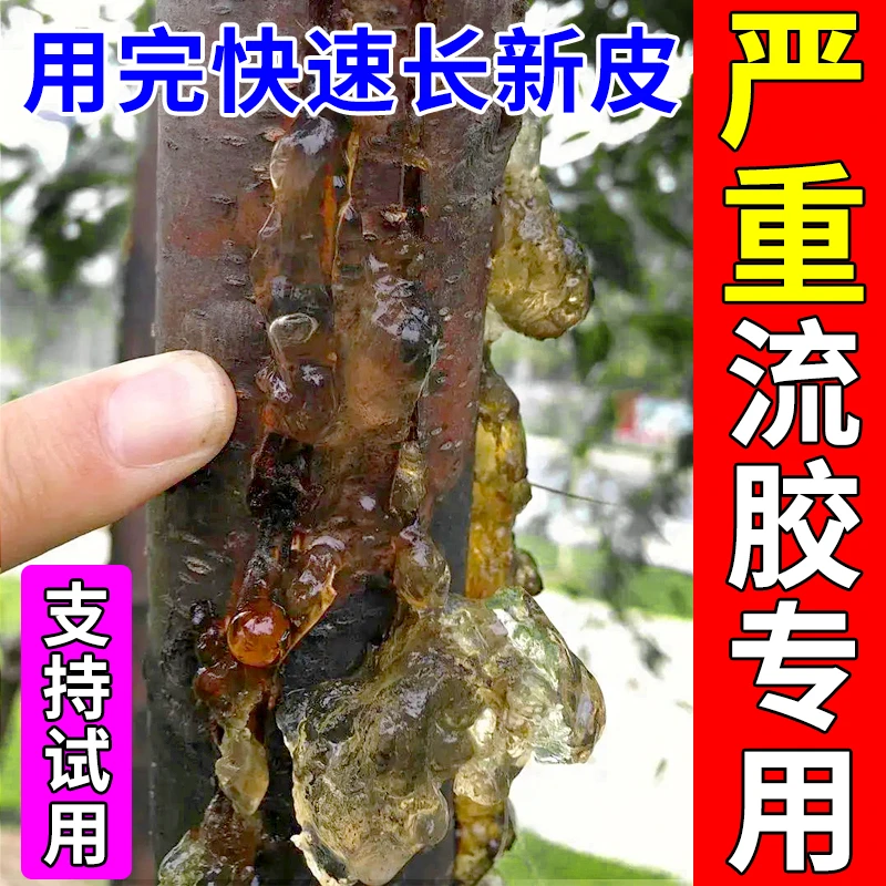 流胶一喷净】桃树樱桃杏树果树流胶病溃烂病专用杀菌剂穿孔净通用