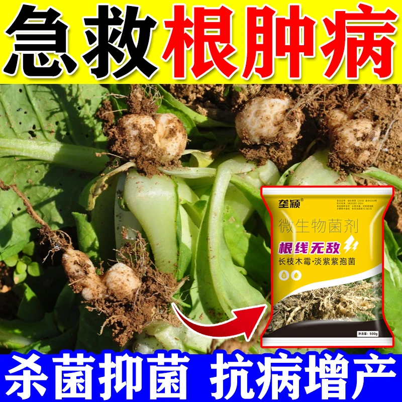 白菜根肿病专用药根瘤菌根腐烂根根线虫病土壤杀菌抗重茬专用肥
