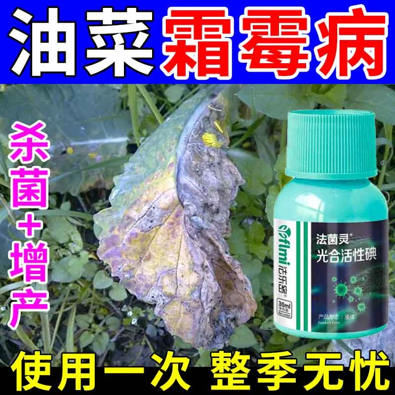 油菜霜霉病专用杀菌剂油菜病黄叶死苗白粉根肿软腐菌核病叶面肥