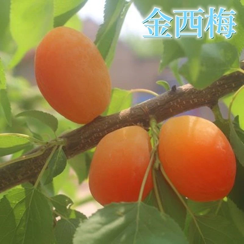 【果友优选】黄金西梅 1斤装