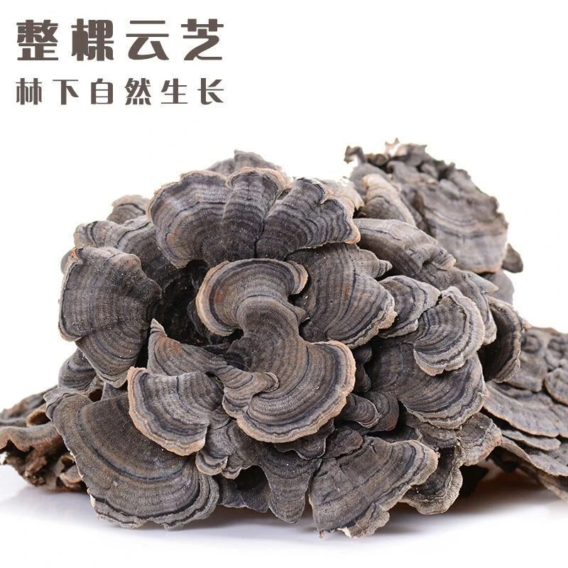 【大眼姑娘】精选自然西藏云芝 250g/500g