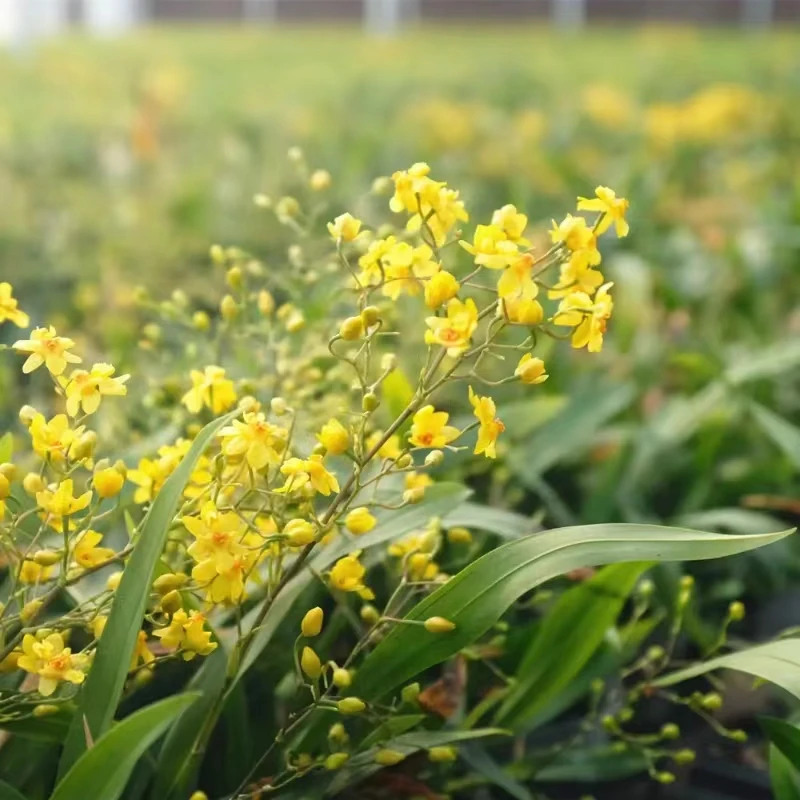 黄色花文心兰7-8花剑带花苞浓香梦香兰奶油香水味盆栽跳舞兰好养