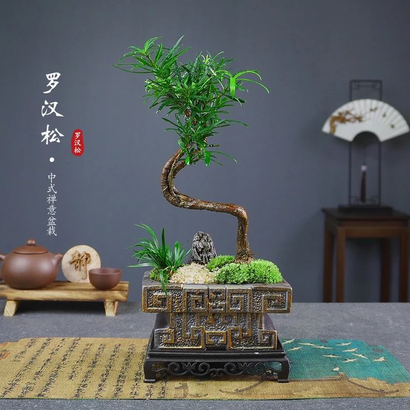 造型罗汉松盆景老桩植物中式桌面造型摆件盆栽室内客厅办公室绿植
