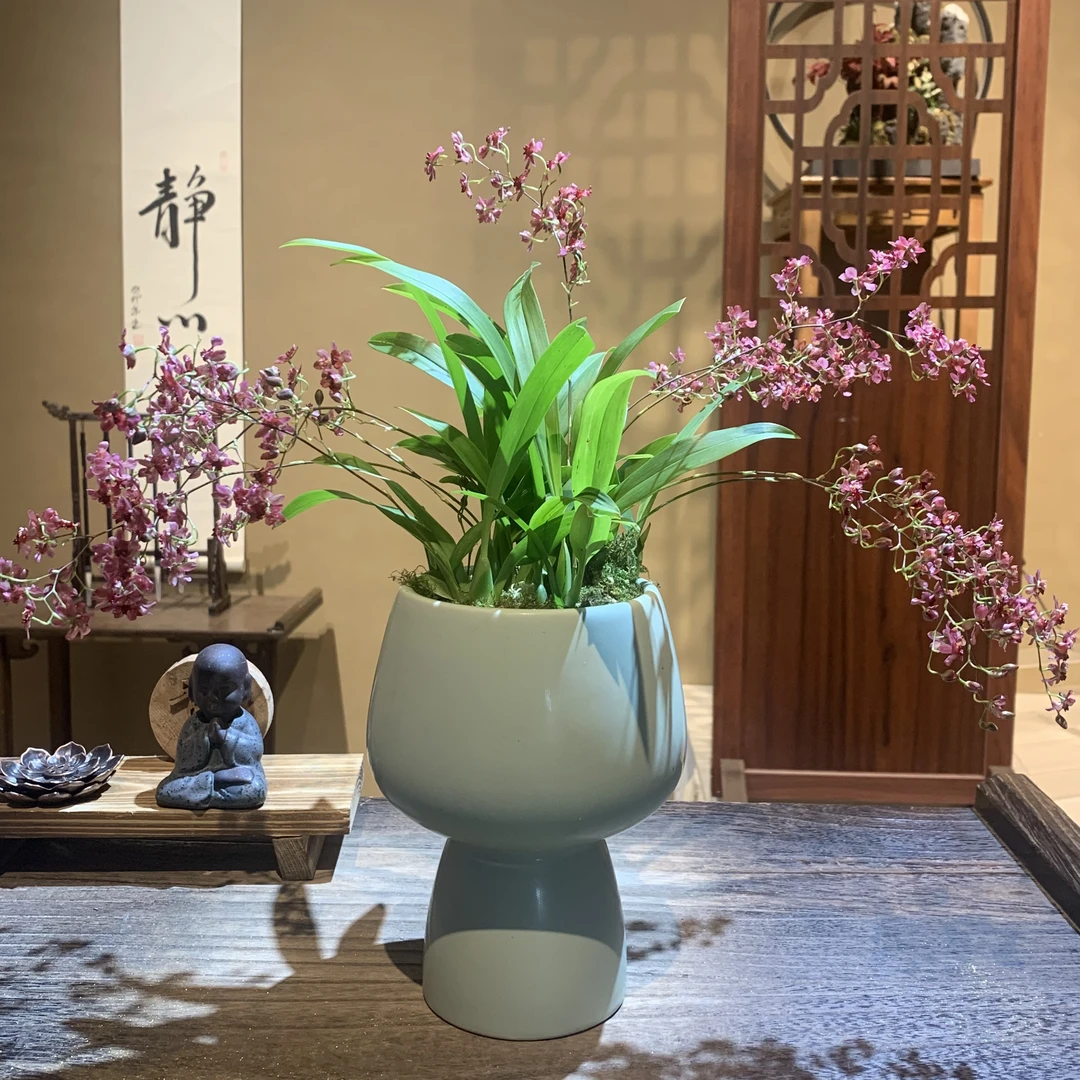 红花7-8花剑文心兰梦香兰盆栽四季开花跳舞兰开花浓香