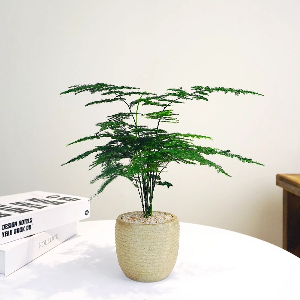 文竹盆栽植物室内花卉盆景客厅办公室桌面绿植好养四季常青