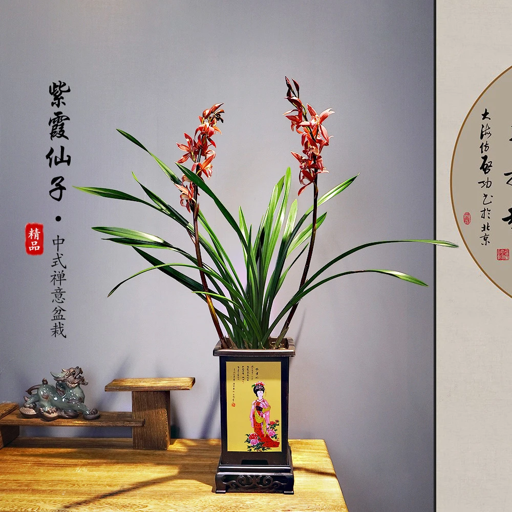 蕙兰紫霞仙子盆栽带花苞兰花年宵花喜庆春节室内客厅花卉植物