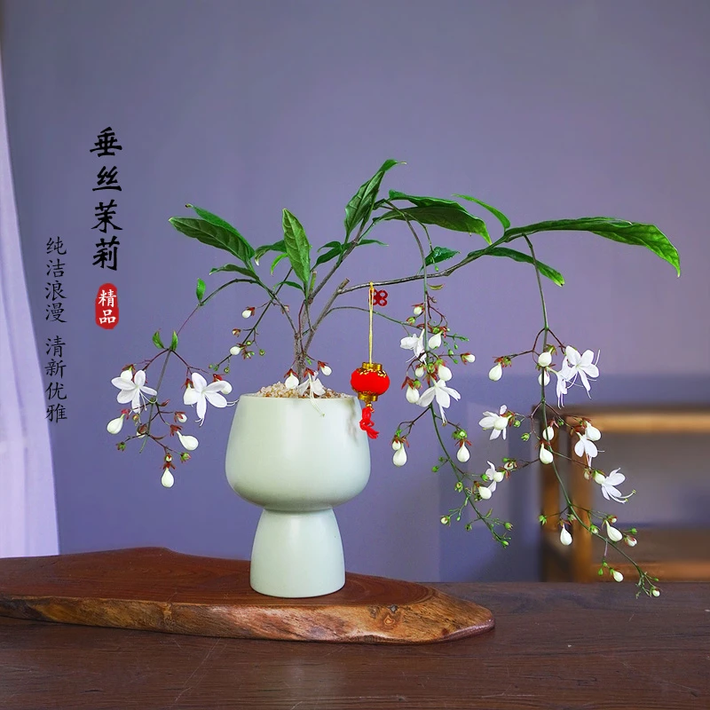 泰国垂丝茉莉花盆栽花苗四季开花白蝴蝶稀有花卉进口室内垂吊植物