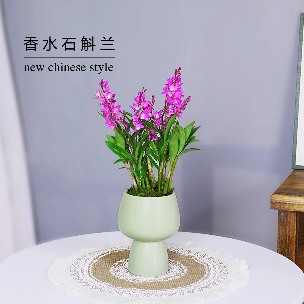 澳洲香水石斛兰花懒人绿植盆栽带花苞室内花卉盆栽好养