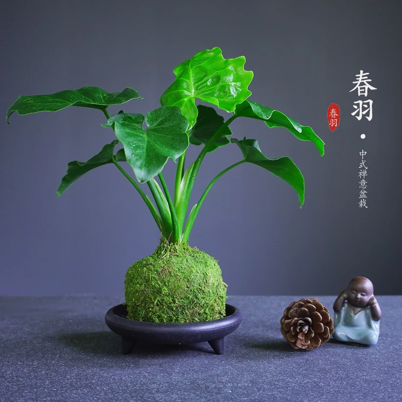 【果识】苔藓球春羽小盆栽水培植物净化空气吸甲醛防辐射好养易活