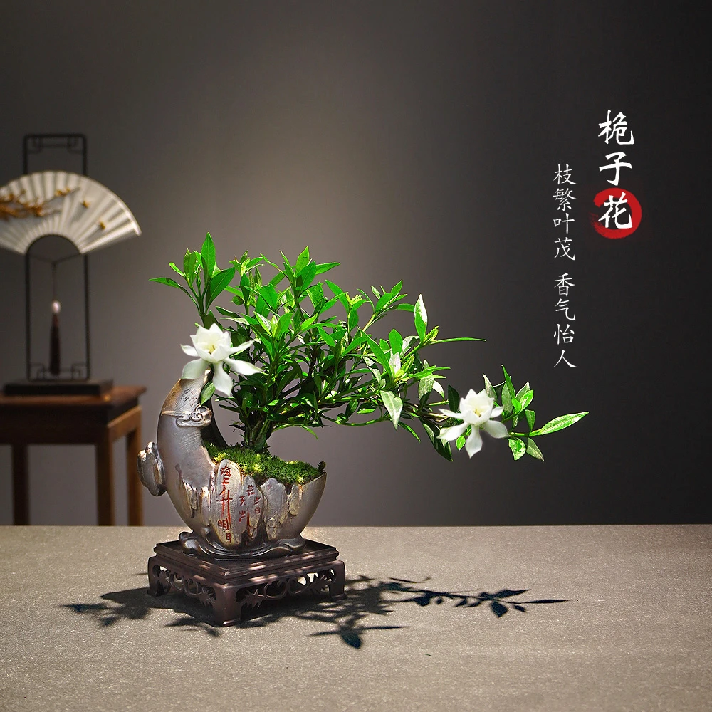 悬崖造型小叶栀子花盆栽客厅室内书房摆件四季常青开花浓香绿植