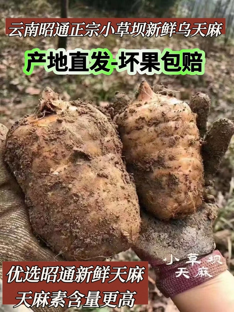 彝良特产新鲜天麻蔬菜系列