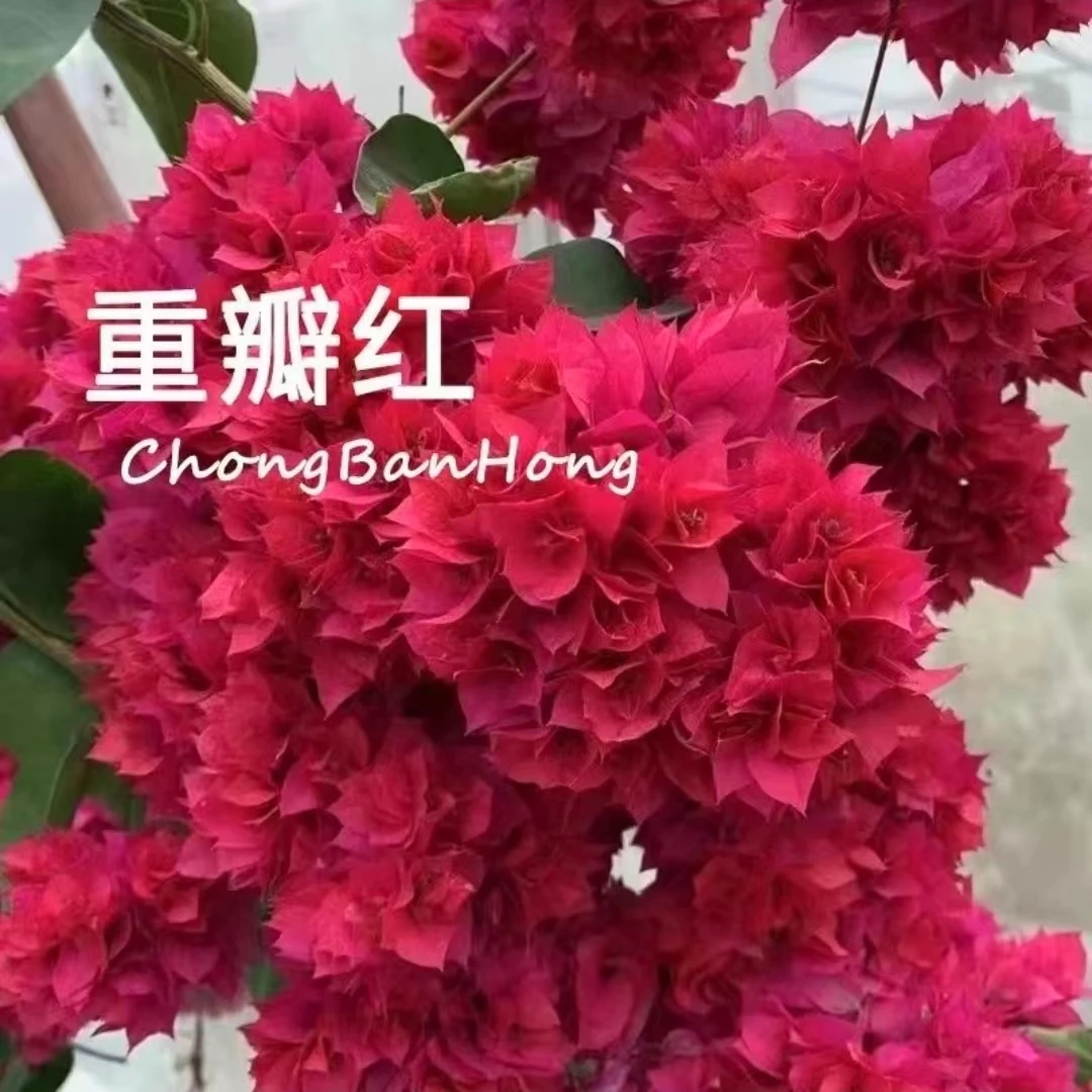 【重瓣红】三角梅四季开花庭院阳台好养绿植