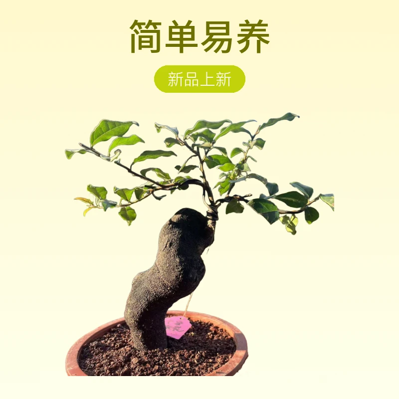 金弹子盆景素材灌木小山货老鸦柿