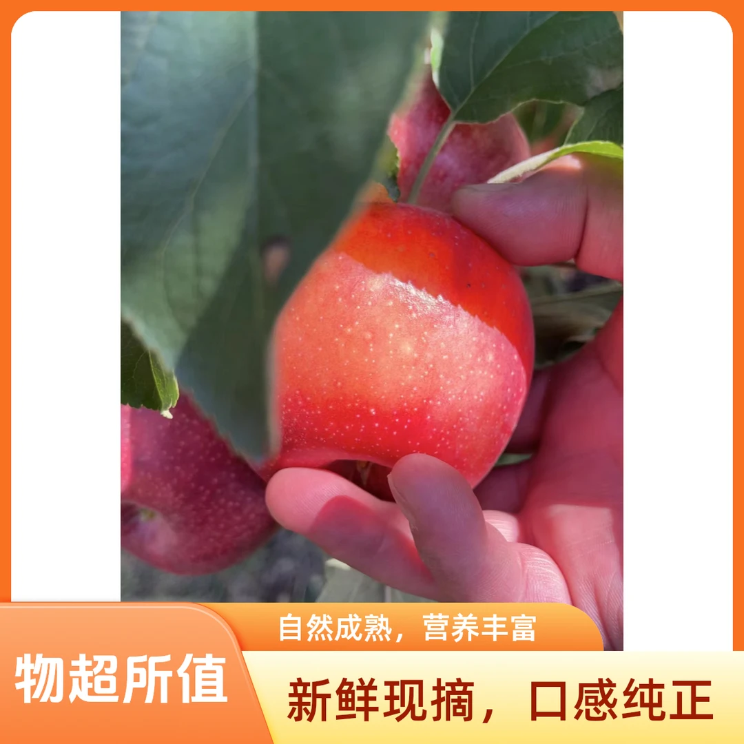 （10斤） 宁夏甘城子红富士苹果现采现发果园直发