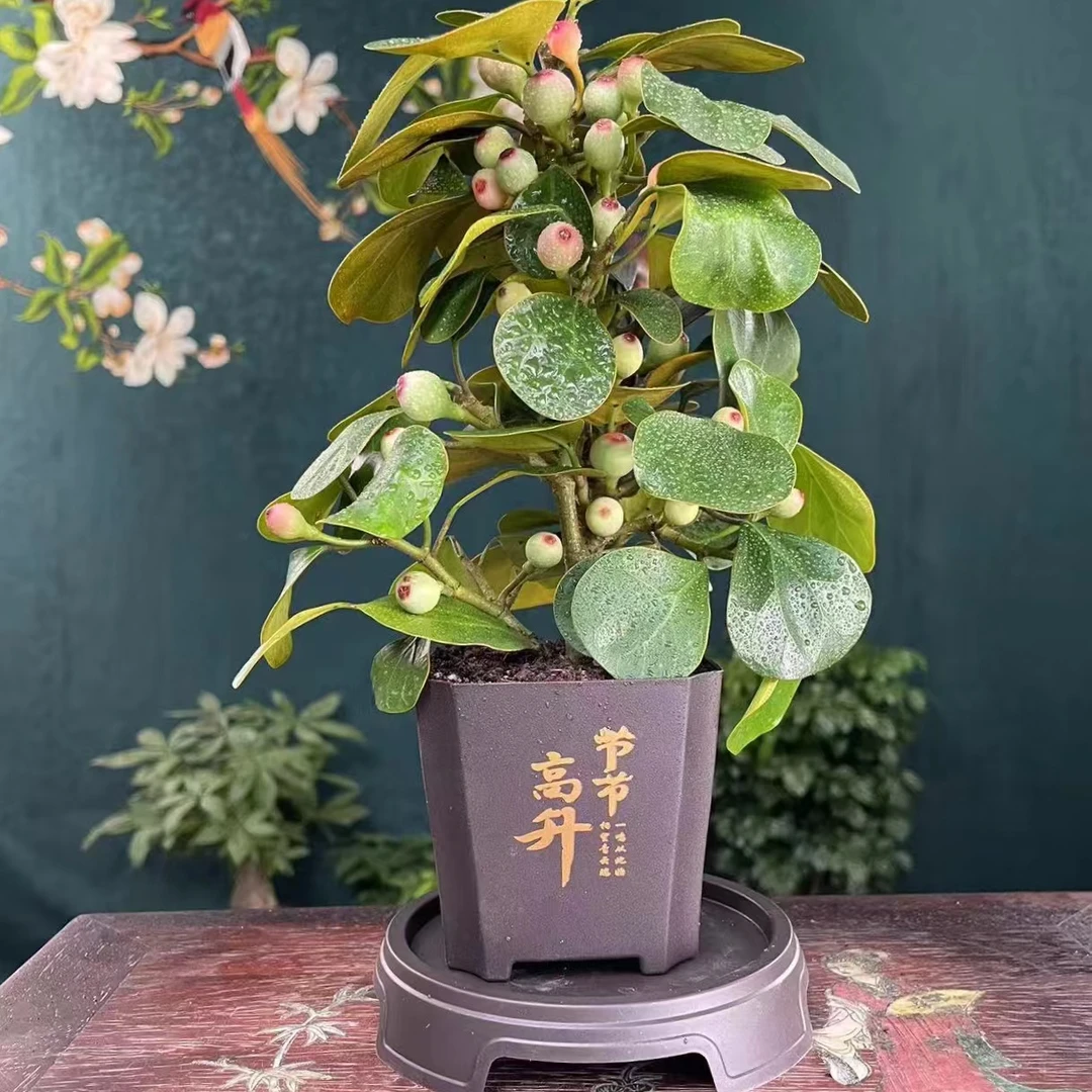 菩提树盆景小盼菩提五过以上中式禅意植物室内观果绿植创意微景观