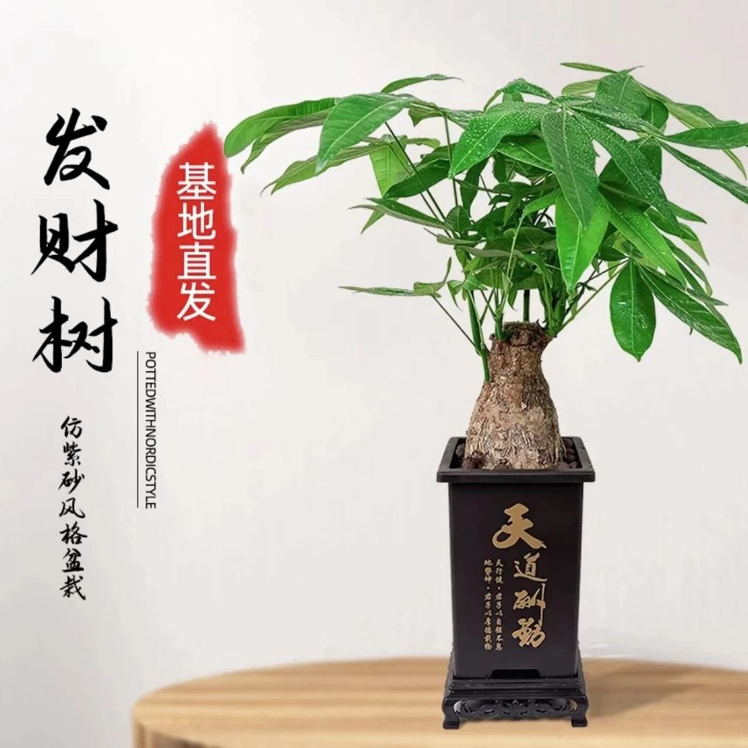 [单杆发财树]室内办公室桌面天道酬勤盆栽绿植四季观叶植